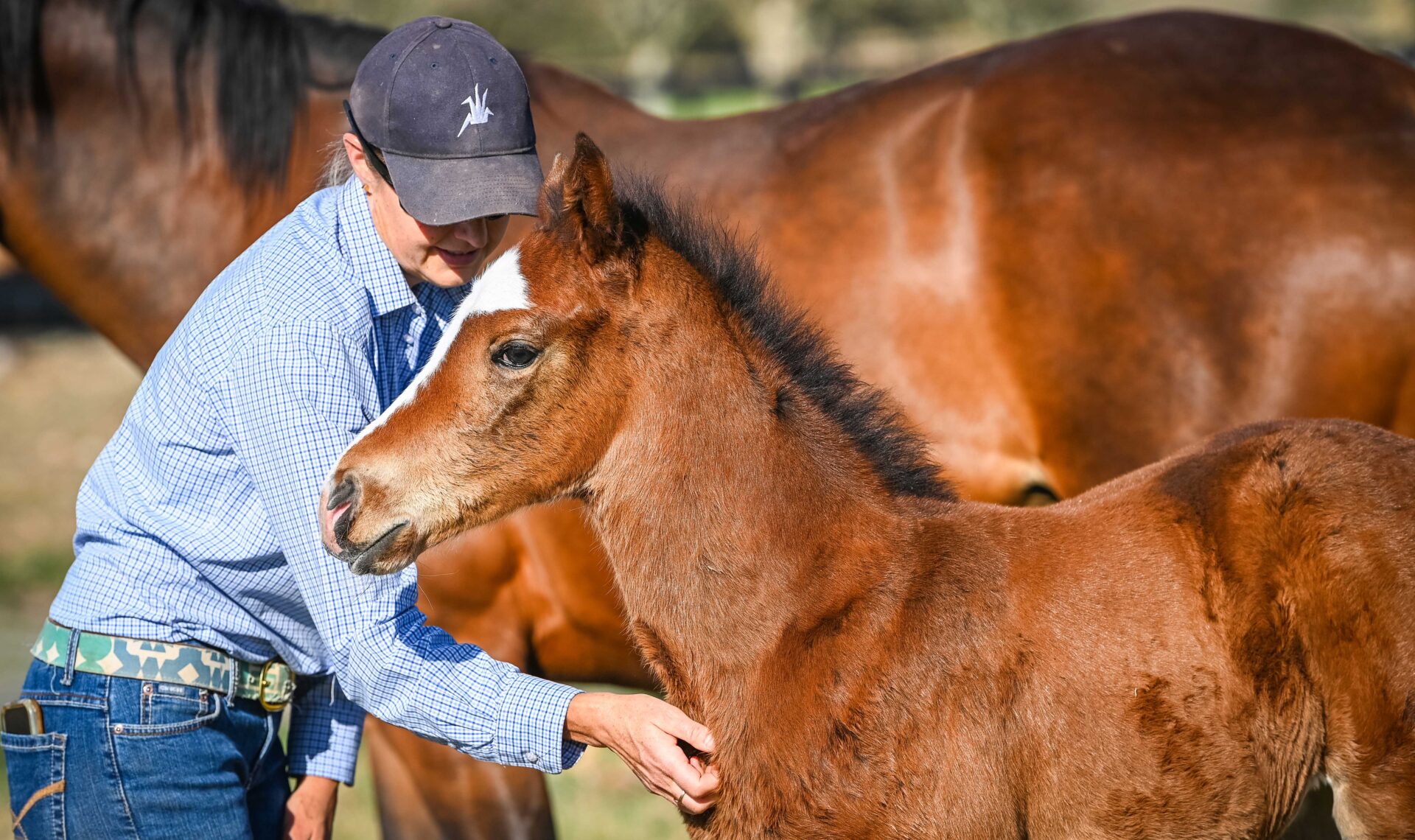 Horse Jobs Australia Where Equine Meets Opportunity