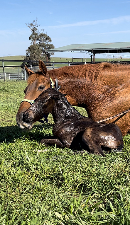 Foal Night Watch – Breeding Season 2025