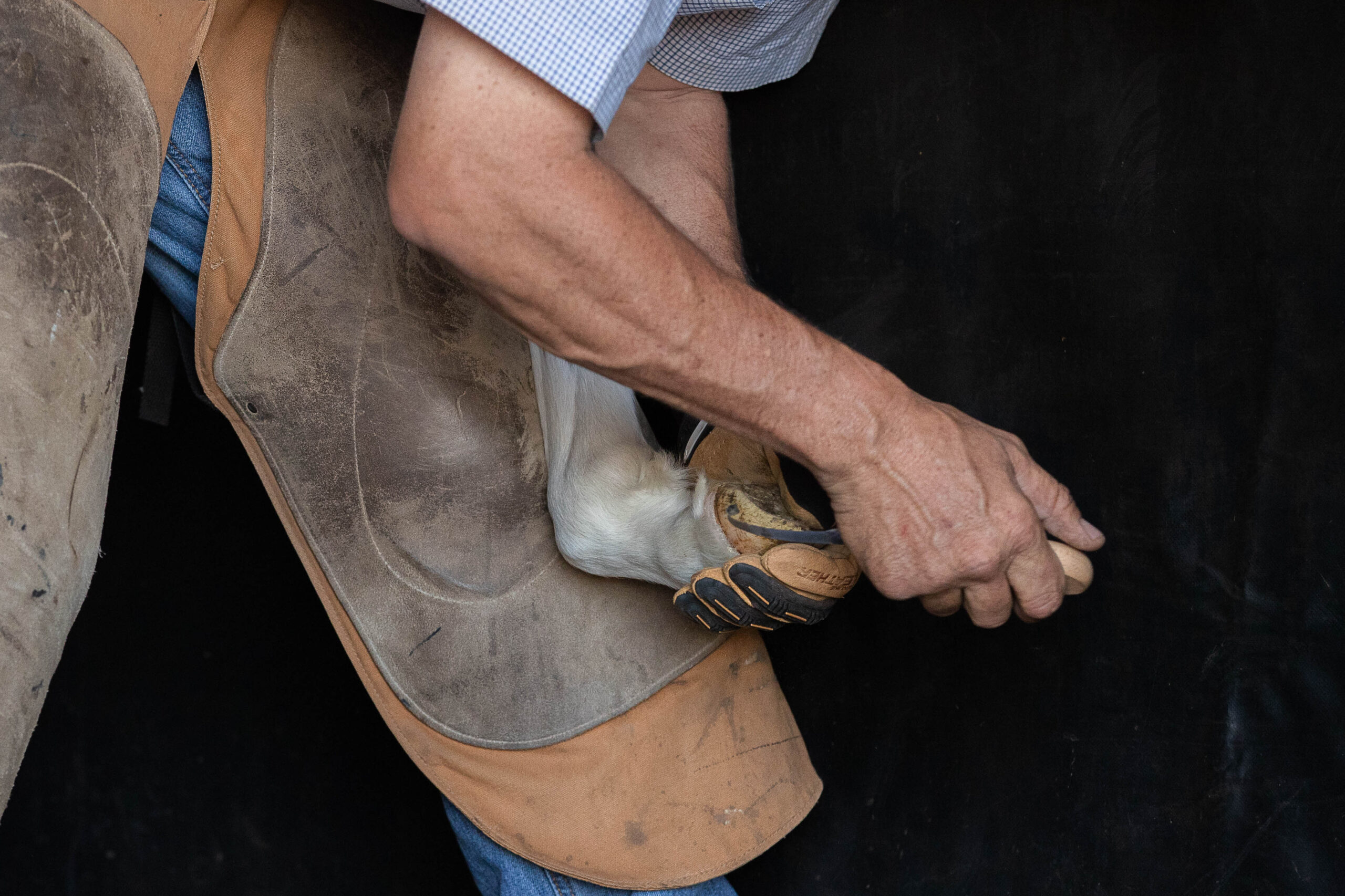 Apprentice Farrier Horse Jobs Aus