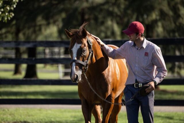 Stallion Grooms