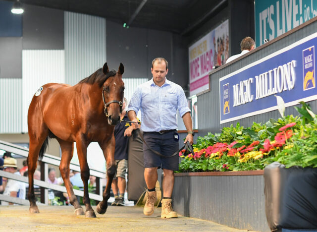 Magic Millions Yearling Preparation