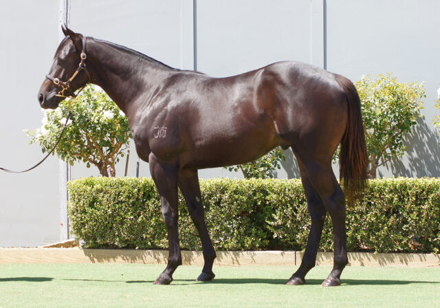 Yearling Prep Stud & Stable Hand Position