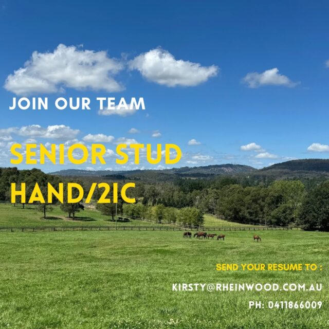 Senior Stud Hand/2IC