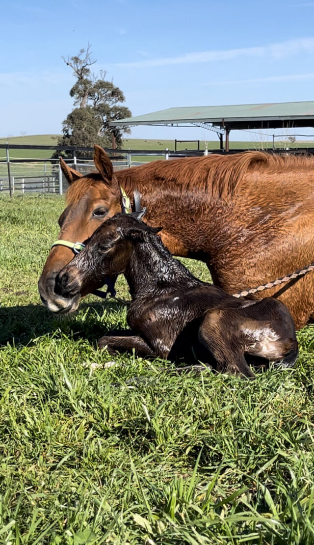 Foaling Attendant Position – Bowness Stud & Watershed Farm Start 21St July 2025