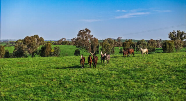 Stud & Stable Hand – 88 days eligible