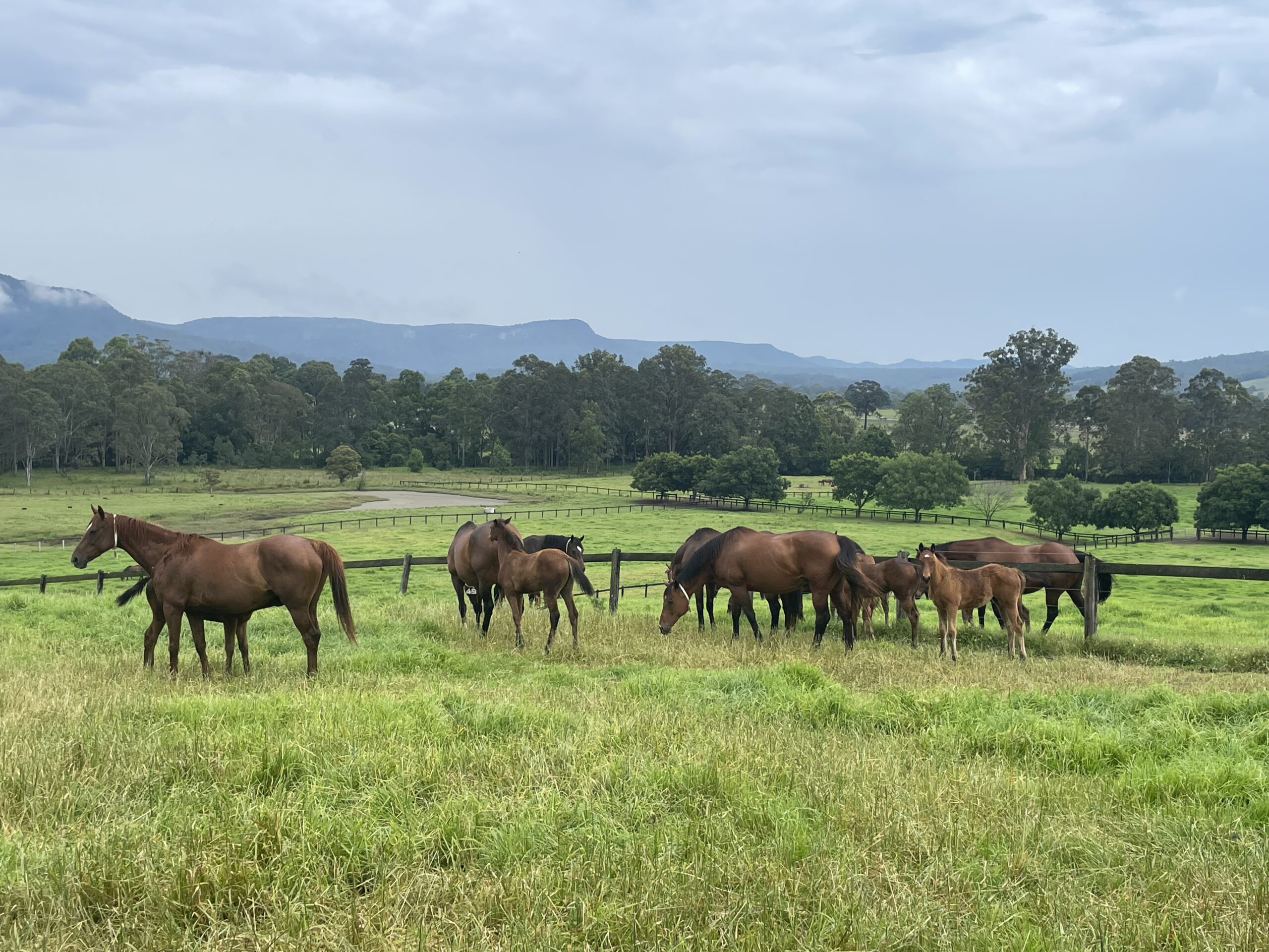 horse jobs near me Horse Care Opportunities Across The Globe