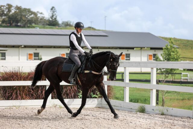 Pretraining / young horse rider