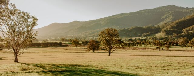 Broodmare Manager