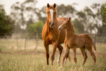 Manager, Levied Industries (Thoroughbred Horses)