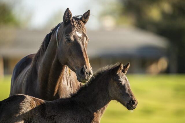 Broodmare Supervisor – Godolphin Woodlands