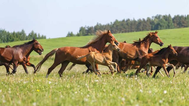 Equine Business Development Manager