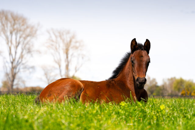 New Zealand Thoroughbred Breeders’ Association – Chief Executive Officer
