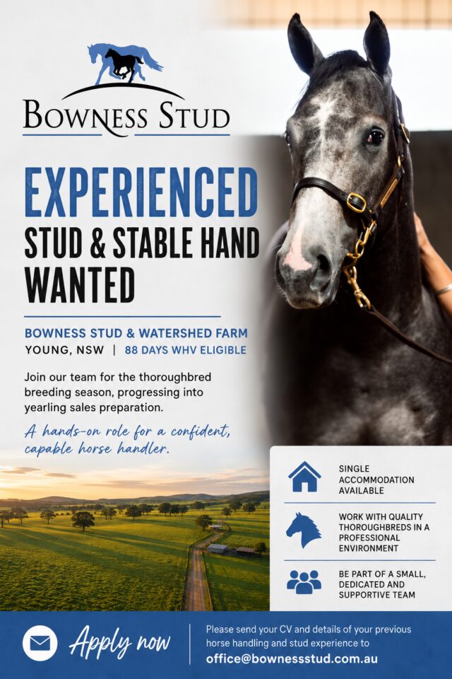 Stud and Stable Hand – WHV Eligible – Available to Start Now