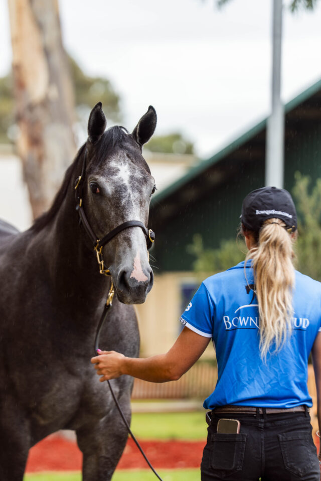 Experienced Horse Handler Wanted – Immediate Start – WHV Eligible